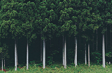 杉